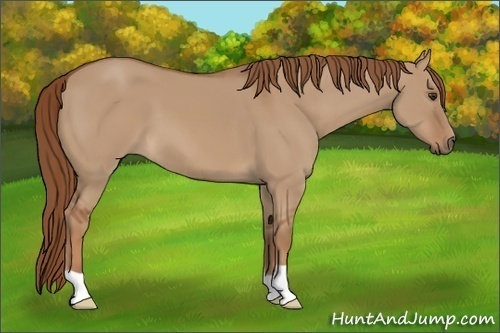 Horse Color: Red Dun 