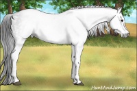 Horse Color:Gray White Spotted Black  Brindle
