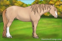 Horse Color:Gold Champagne 