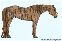 Horse Color:Gray White Spotted Black Brindle
