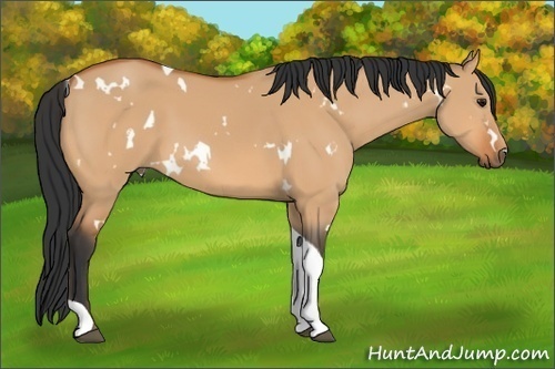 Horse Color: White Spotted Bay Dun Tobiano 