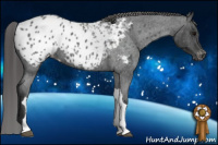 Horse Color:Blue Roan Appaloosa