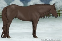 Horse Color:Liver Chestnut Sabino 