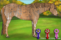 Horse Color:Gray White Spotted Black  Brindle