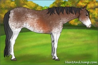 Horse Color:White Spotted Bay 