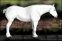 Horse Color:Gray White Spotted Black  Brindle