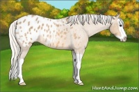 Horse Color:Silver Buckskin Roan Splash Appaloosa 