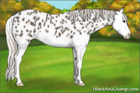 Horse Color:Silver Black Splash Appaloosa