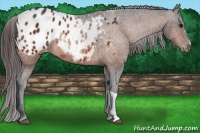 Horse Color:Bay Appaloosa 