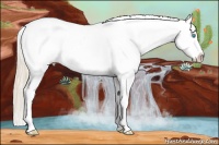 Horse Color:White Spotted Perlino Tobiano Appaloosa Rabicano 