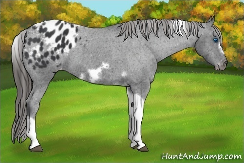 Horse Color: Black Tobiano Frame Blanket 