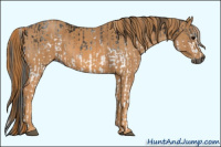 Horse Color:Gray White Spotted Black  Brindle