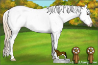 Horse Color:Chestnut Splash Appaloosa 
