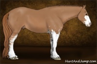 Horse Color:Chestnut Sabino 