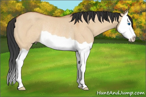 Horse Color:Unknown 