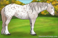 Horse Color:Chestnut Splash Appaloosa