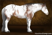 Horse Color:White Spotted Brown Tobiano Blanket Rabicano 