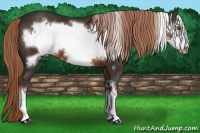 Horse Color:Liver Chestnut Frame 