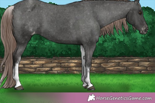 Horse Color:White Spotted Liver Chestnut Varnish 