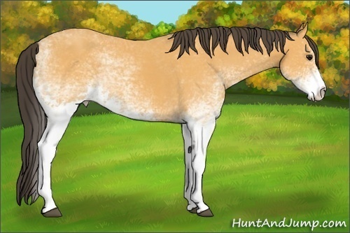 Horse Color:Unknown 