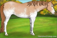 Horse Color:White Spotted Bay Pearl 