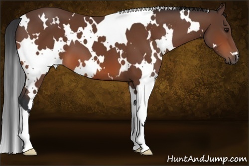 Horse Color:White Spotted Bay 