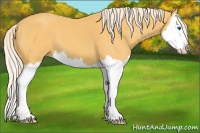 Horse Color:Palomino Splash 