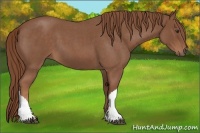 Horse Color:Red Roan 