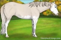 Horse Color:Smoky Creme Sabino Splash