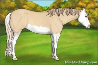 Horse Color:Palomino Dun Splash 