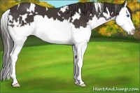 Horse Color:White Spotted Smoky Black Splash 