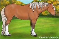 Horse Color:Silver Bay 