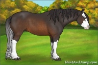 Horse Color:Buckskin Splash 