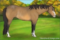 Horse Color:Buckskin Sabino Rabicano