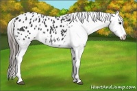 Horse Color:Black Appaloosa