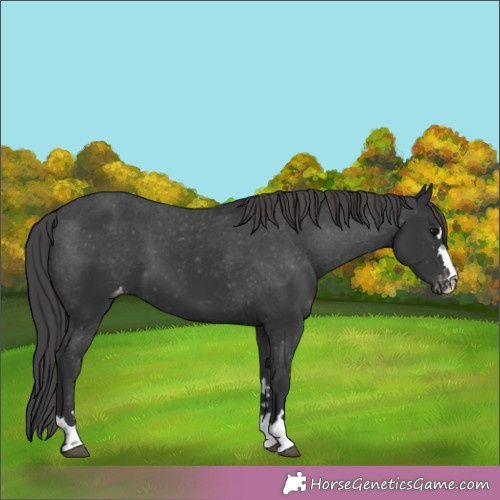 Horse Color:Black Varnish 
