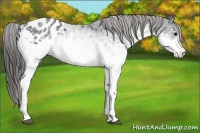 Horse Color:White Spotted Black Blanket 