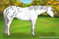 Horse Color:White Spotted Black Blanket 