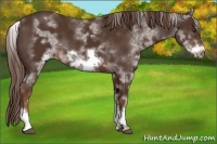 Horse Color:White Spotted Liver Chestnut Frame 