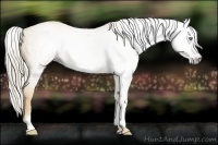Horse Color:Gray White Spotted Gold Cream Champagne Dun 