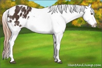 Horse Color:Liver Chestnut Splash Appaloosa 