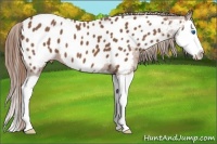 Horse Color:Chestnut Splash Appaloosa 