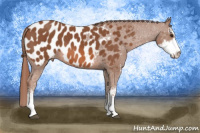 Horse Color:Chestnut Sabino Appaloosa 