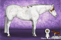 Horse Color:Bay Sabino 
