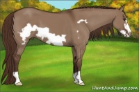 Horse Color:Liver Red Dun Frame 