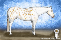 Horse Color:Plaid Bay Dun Sabino Appaloosa