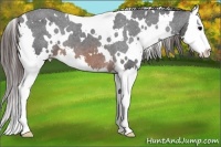 Horse Color:White Spotted Brown Splash Appaloosa 