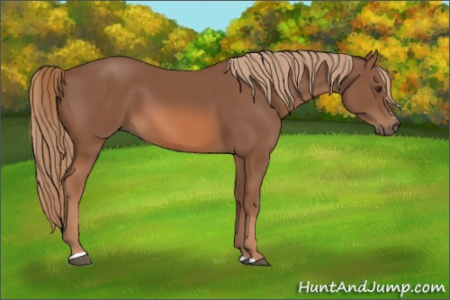 Horse Color: Chestnut Sabino 