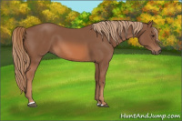Horse Color:Chestnut Sabino 