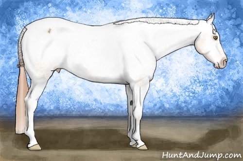 Horse Color: Sable Cream Champagne Blanket 